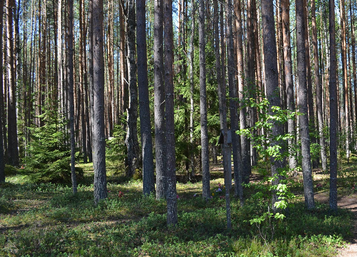 Сандармох